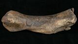 Edmontosaurus Metatarsal (Toe Bone) - #10936-1